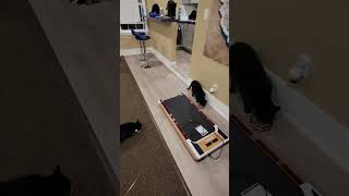 feeding 6 cats out of 9 #cats #asmr #cat #catfood #blackcat #happycats #cutecat #catfamily #catpurr