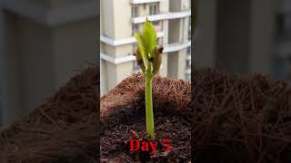 Download lagu #shorts How to grow a kidney bean plant 🌱🪴?? ( kids project) mp3