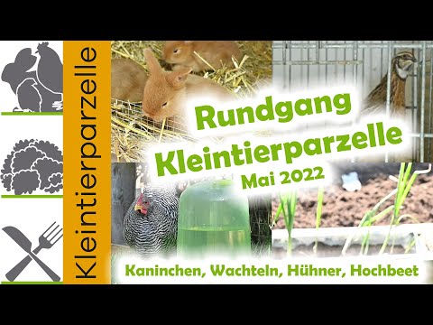 Rundgang in der Kleintierparzelle Mai 2022 | Kaninchen | Wachteln | Hühner | Hochbeet