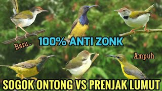Download lagu Suara pikat sogon ribut kombinasi prenjak lumut ampuh baru di 2025 mp3