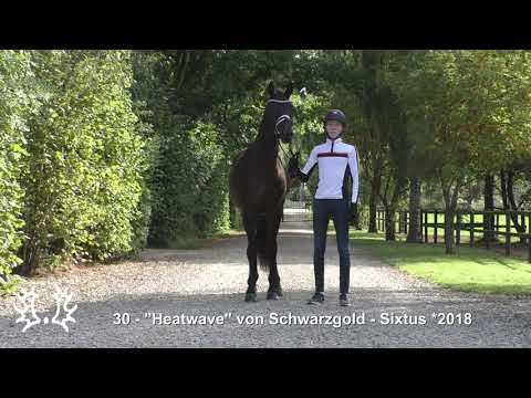 Nr. 30   Hengst "Heatwave" von Schwarzgold - Sixtus *2018