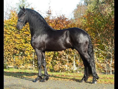 KFPS stamboekhengst Auwert 514