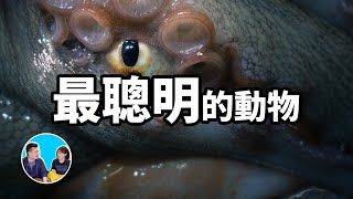 [問卦] 變性很方便，魚會變性，蟲類鳥類不會？