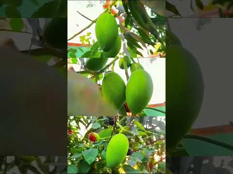 Mango videography eklavya videography @eklavynature #mango #shorts