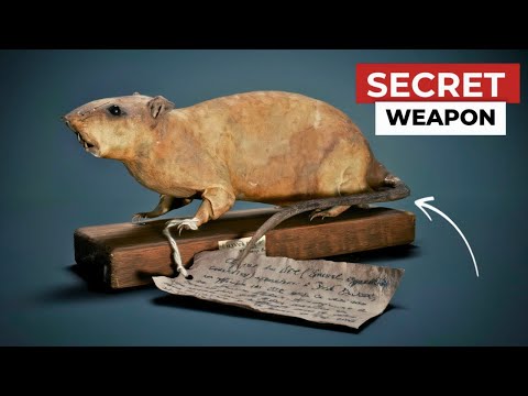 Hitler Never Knew This Rat Was Packed With Explosives