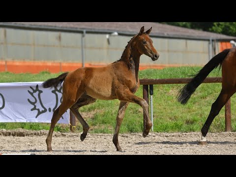 Nr. 17 Stutfohlen "Kinshasa" von Millennium - Glücksruf I
