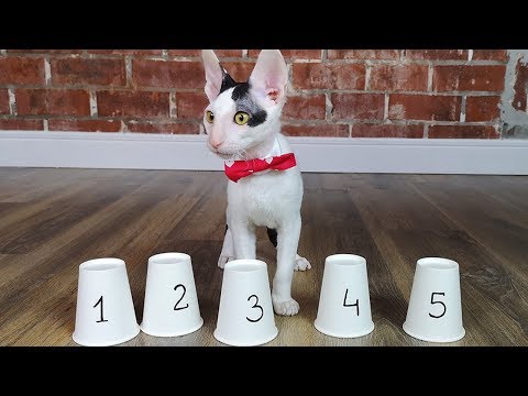 Cat challenge SHELL GAME Cornish Rex cat vs Don Sphynx cat. Who is smarter?