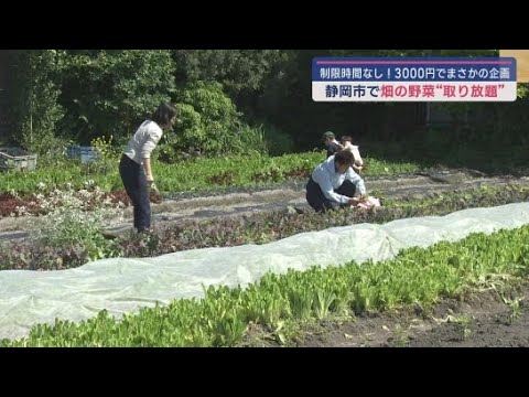 YouTube Video なぜ? 「オークリーフ」や「レッドリーフ」など10種類ほどの葉もの野菜が畑から取り放題 制限時間もなし