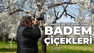 BADEM ÇİÇEKLERİ · Umudun ve Yeni Bir Yaşamın Simgesi