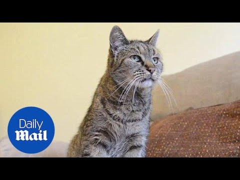 A pinch of Nutmeg: World's 'oldest cat' dies at old age of 32 - Daily Mail