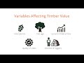 How To Sell Your Timber What Is Your Timber Worth