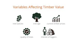 How to Sell Your Timber | What Is Your Timber Worth