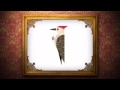 The Woodpeckers The Woodpecker