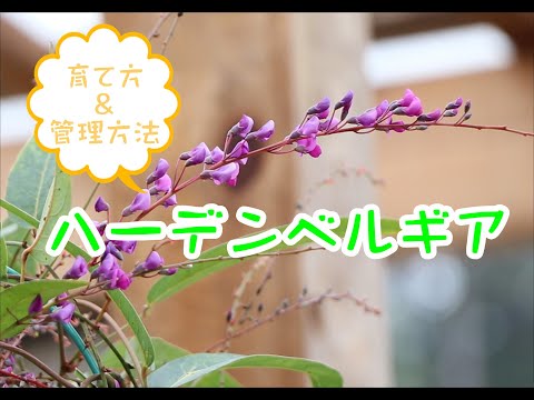 ススキの管理方法は？エレファントグラスの植え方、剪定、肥料のやり方に関するヒント  庭園