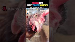 Best Funny Chicken Moments Ever