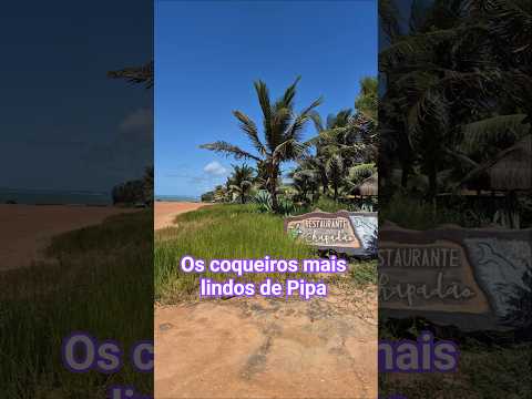 O segredo dos coqueiros do Chapadão | Flávia Kremer