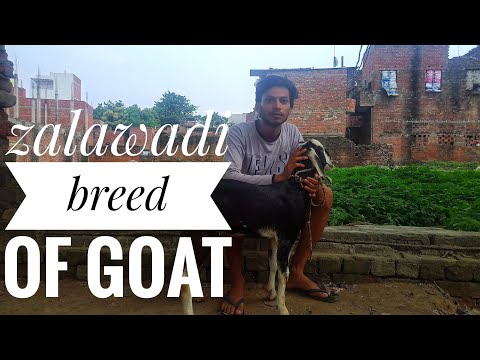 , title : 'zalawadi breed of goat'