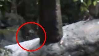5 Unknown Creatures Caught On Camera & Spotted In Real Life!