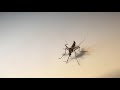 Gynandromorph Mosquito Half Male Half Female