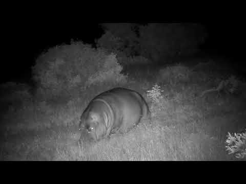 Djuma: Hippo out feeding - 04:17 - 03/06/2023