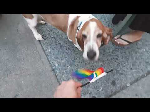 Hush puppy 🐶  in the street!