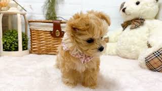 ハーフ犬の動画01