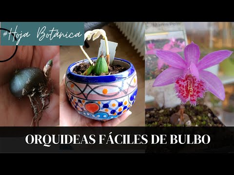 , title : 'Orquídeas de bulbo para Casa y Jardín!'