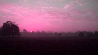 Mushroom's Patience - Dawn