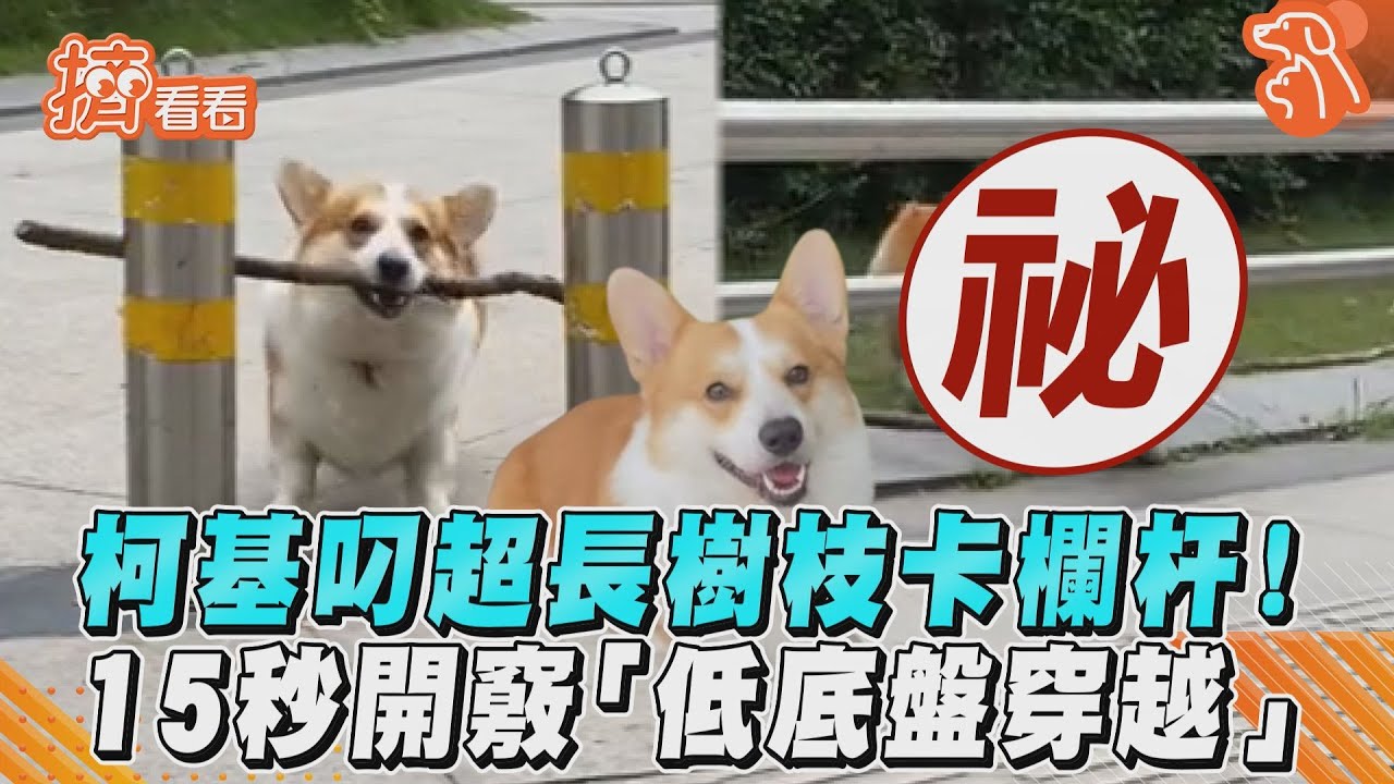 影音/柯基叼超長樹枝卡欄杆! 15秒開竅「低底盤穿越」
