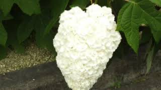 花のスライドショｰ紫陽花の花2017002