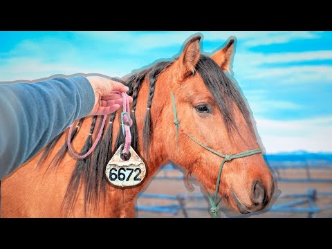 4-Day Wild Horse Makeover: Fearful → Friendly Mustang Transformation