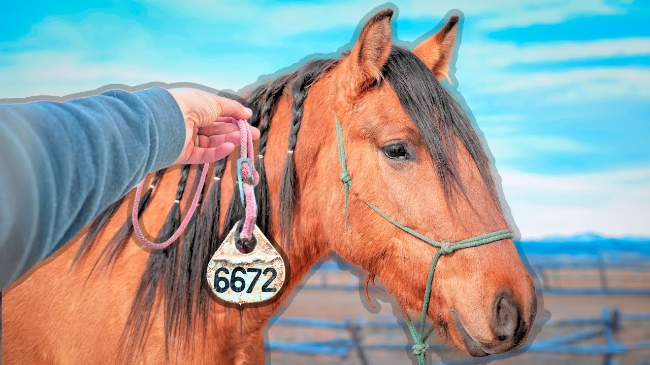 Mustang Transformation: Fearful To Friendly (In 4 Days!)