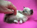 Berikut cute manx munchkin kitten for sale 6 17, Video Buy a Munchkin Cat paling seru!