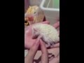 sleepy hedgehog albino type