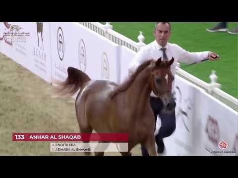 N 133 ANHAR AL SHAQAB   29th Qatar Intl A H  Show 2020   Yearling Fillies Class 7C