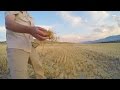 Chaff In The Wind