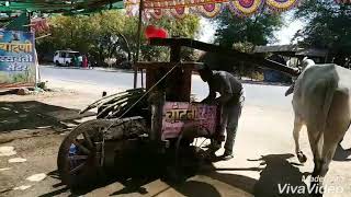 preview picture of video 'Bullock extracting Sugarcane Juice'