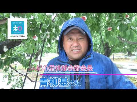 2020和歌山の桃