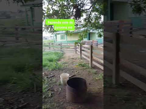 Fazenda vale do juruena mt #chuvas ,#fazenda ,#mato