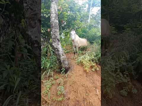 Fazendo trilha | Itagi-BA  #sitio#natureza#trilhas#turistando#shrots#itagi#fy#fazendoasuamídia#bahia