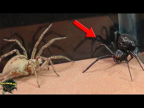 Venomous spiders in action! Black Widow and Funnel Spider in an EPIC encounter