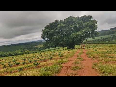 Plantação de café em Carmo da cachoeira mg quem gosta curti segue nois la