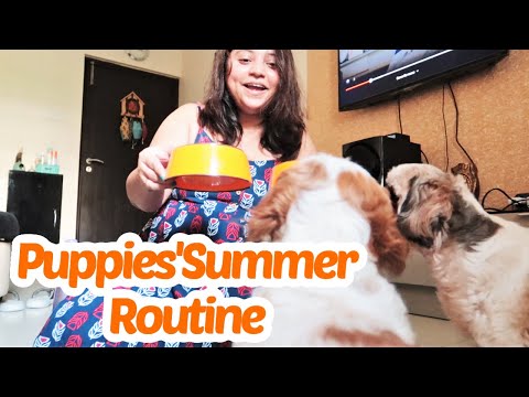 What my puppies love to eat in summer | Summer evening routine of my puppies Video