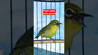 Download lagu pancingan pleci buka paruh #plecigacor mp3 Download lagu pancingan pleci buka paruh #plecigacor mp3