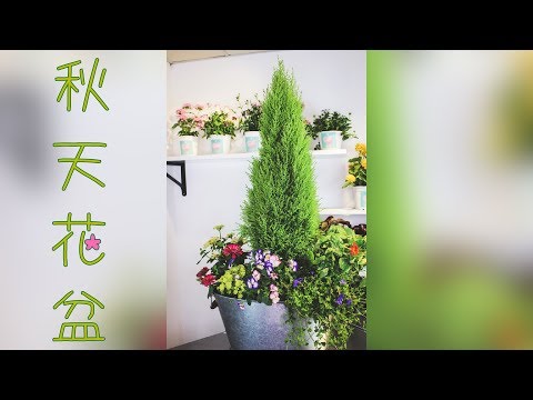香冠