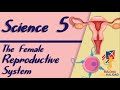 Grade 5- FEMALE REPRODUCTIVE SYSTEM || SCIENCE 5 K12 Video Lesson