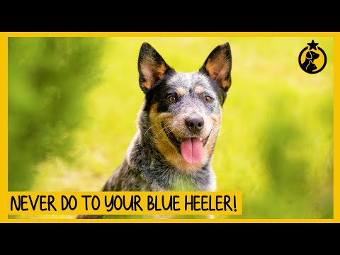 5 Things You Must Never Do to Your Blue Heeler