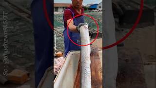This is how to fillet sea eel
