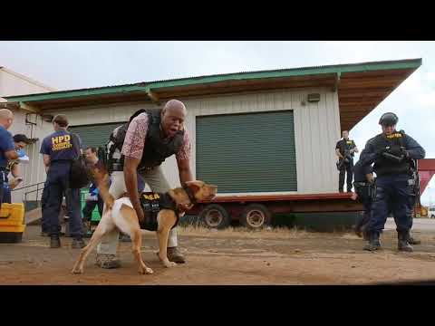 Hawaii five o season 8 episode 2 - Groover and Eddie