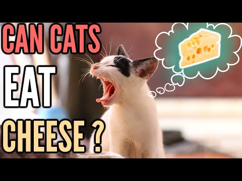 YouTube video about: Can cats eat mac n cheese?